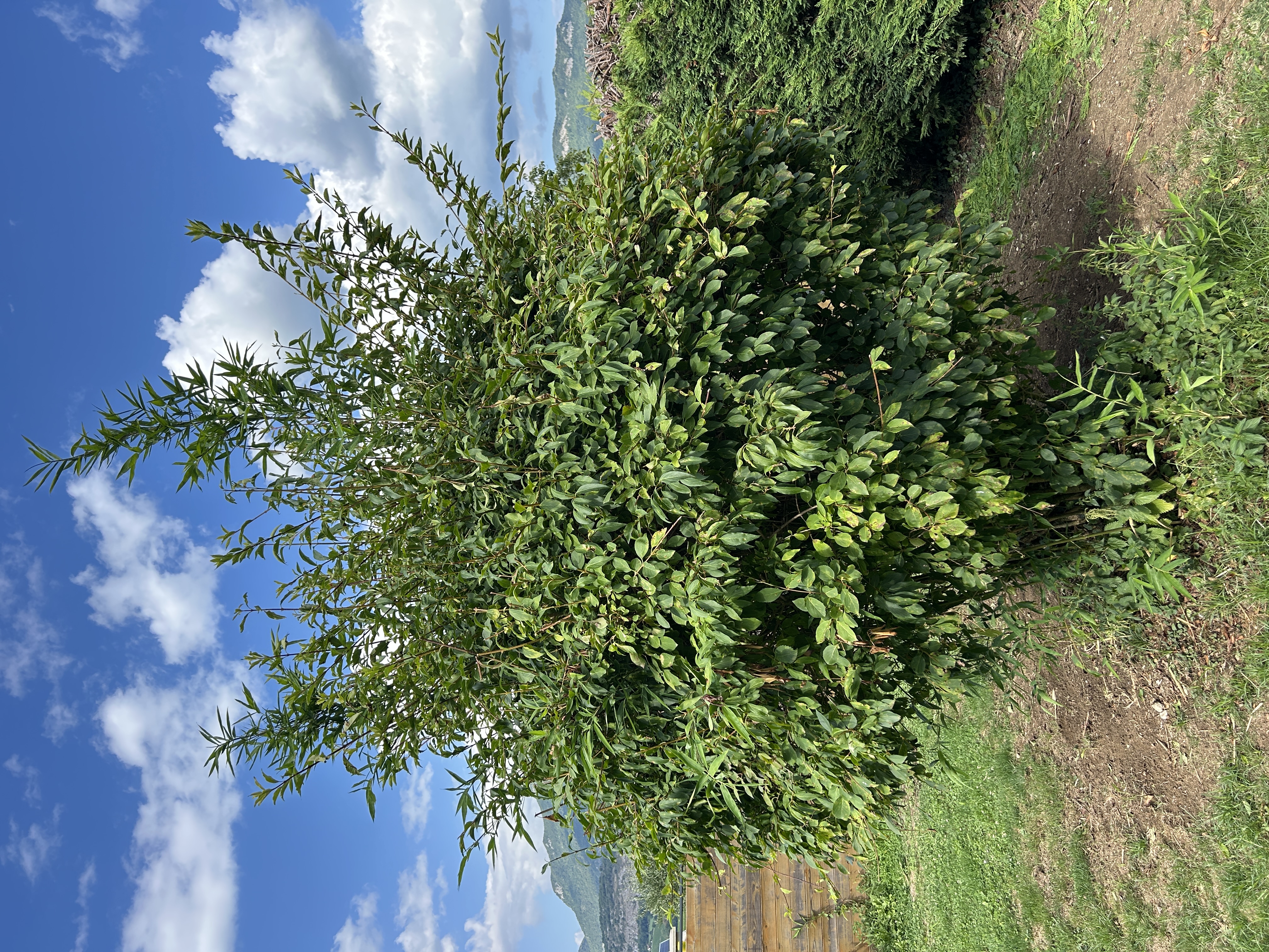 Jardin avant débroussaillage